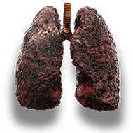 lungs