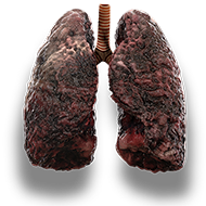 lungs