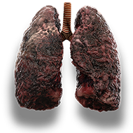 lungs