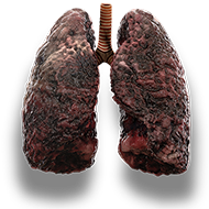 lungs