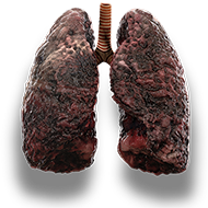 lungs