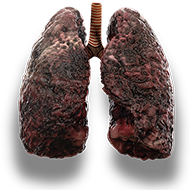 lungs