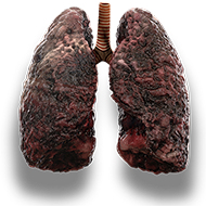 lungs