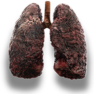 lungs