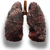 lungs