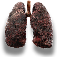 lungs