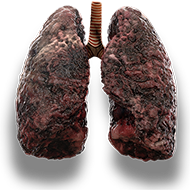 lungs