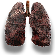 lungs