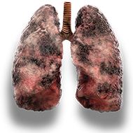 lungs