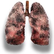 lungs