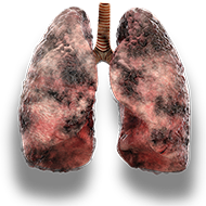 lungs